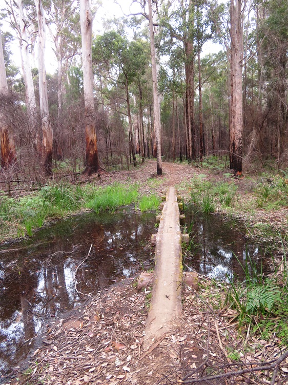 Across a log bridge on the Bibbulmun Track