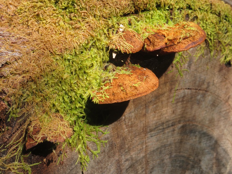Fungi on the Bibbulmun Track