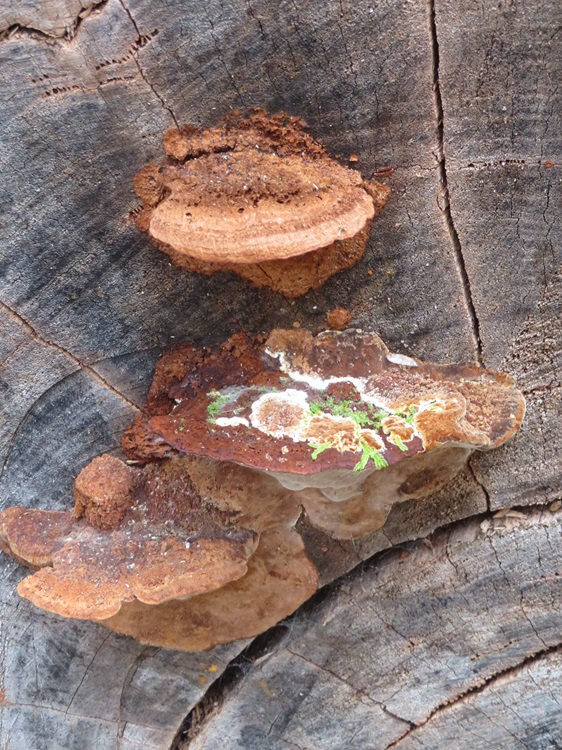 Fungi on the Bibbulmun Track