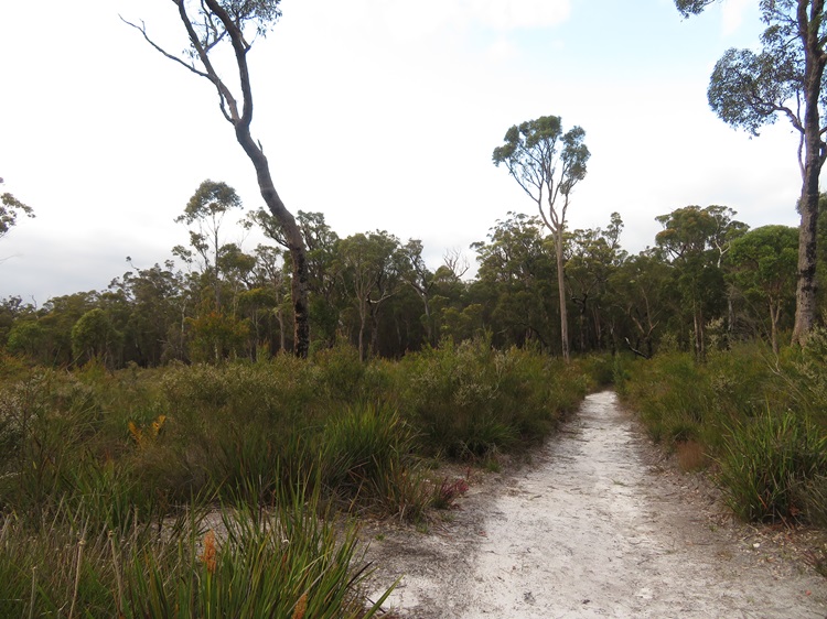 Flat terrain leaving Schafer Campsite on the Bibbulmun Track