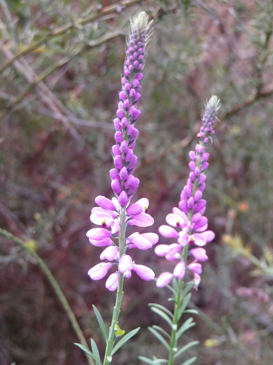 Native flora on The Bibbulmun Track