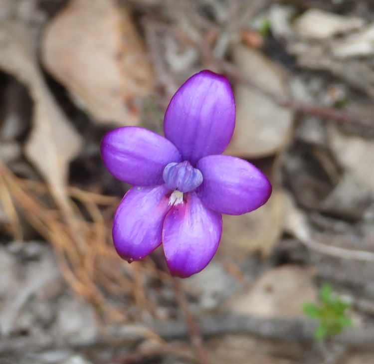Native flora on The Bibbulmun Track