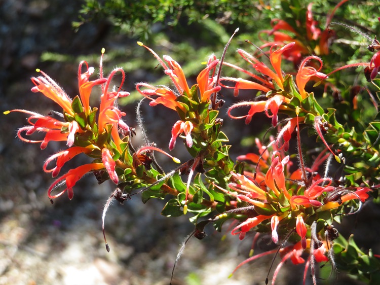 Native flora on The Bibbulmun Track