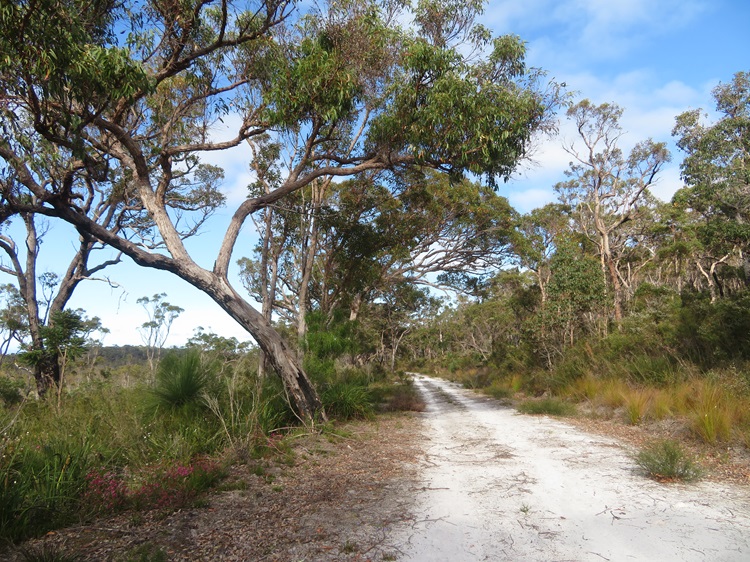 The path on The Bibbulmun Track, Western Australlia