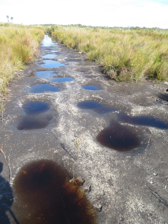 Wet feet on the Pingerup Plains on The Bibbulmun Track