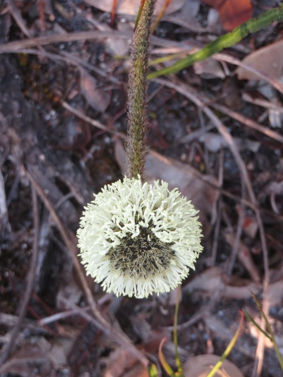 Native flora on The Bibbulmun Track