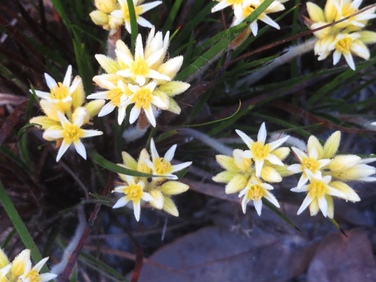 Native flora on The Bibbulmun Track