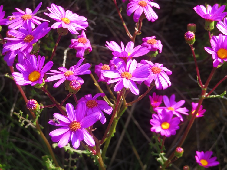 Native Australian flora
