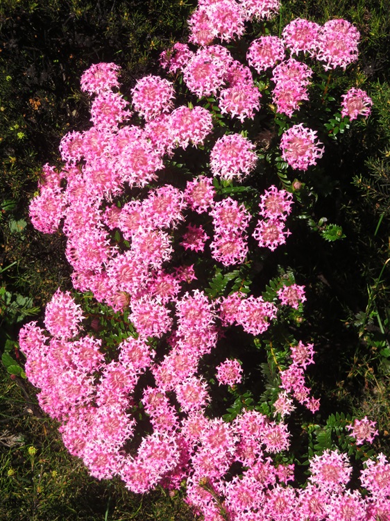 Native flora on the Bibbulmun Track, Western Australia