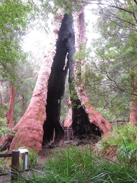 Tingle Tree on the Bibbulmun Track, Western Australia