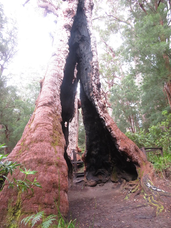 Tingle Tree on the Bibbulmun Track, Western Australia