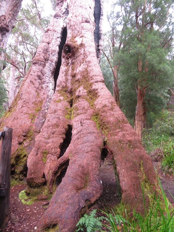 Tingle Tree on the Bibbulmun Track, Western Australia