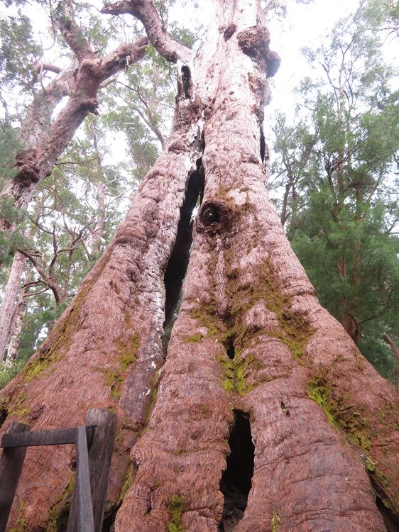 Tingle Tree on the Bibbulmun Track, Western Australia