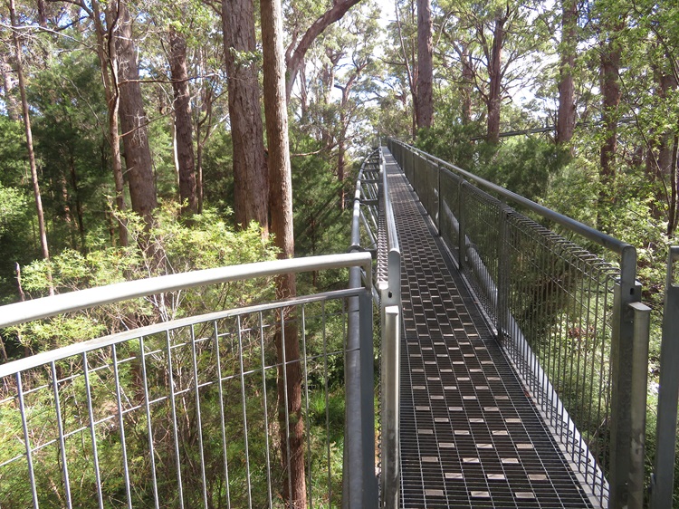 The Valley of the Giants Tree Top Walk near Walpole on the Bibbulmun Track, Western Australia