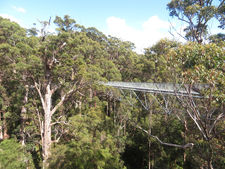 The Valley of the Giants Tree Top Walk near Walpole on the Bibbulmun Track, Western Australia