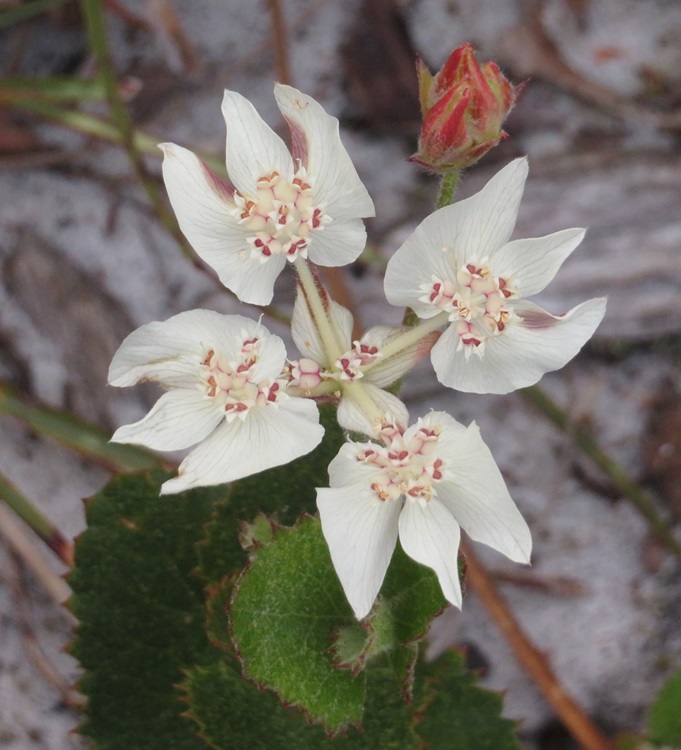 Native flora on the Bibbulmun Track, Western Australia