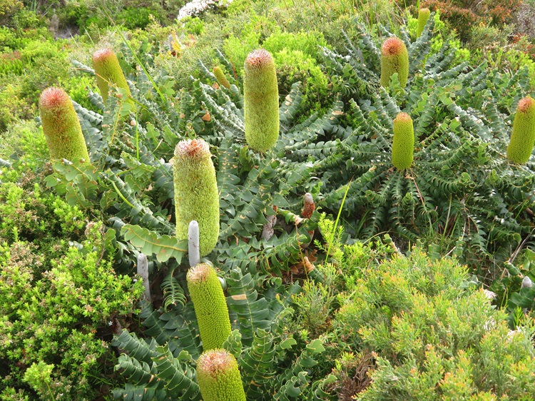 Coastal flora on the Bibbulmun Track, Western Australia