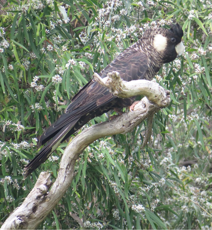 The Bibbulmun Track, Western Australia