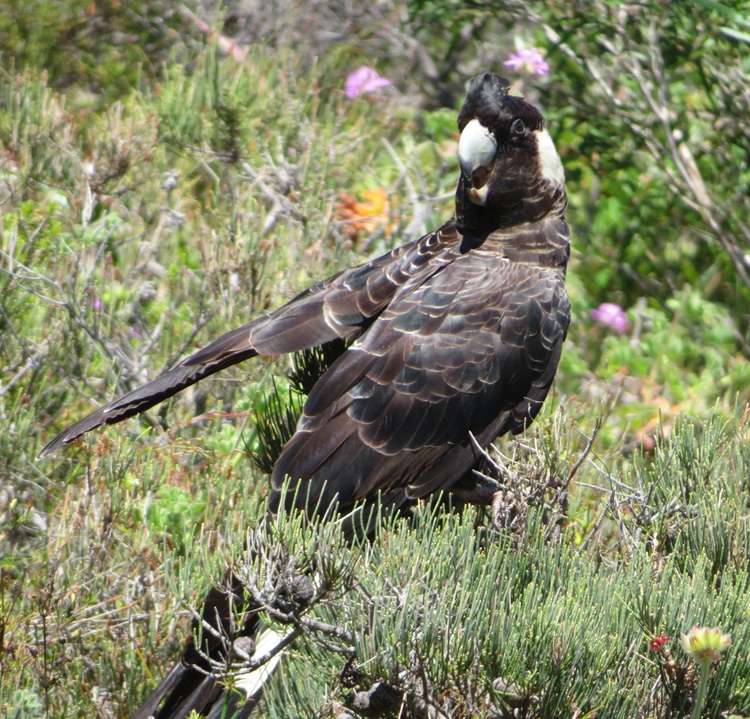 Australian fauna on the Bibbulmun Track