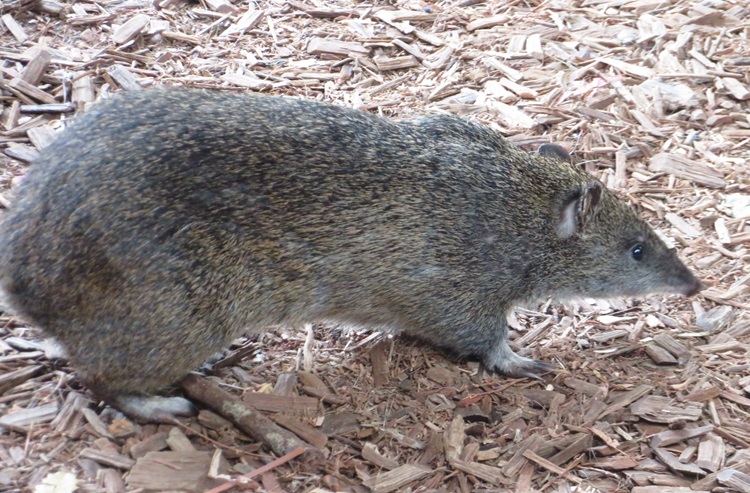Patrick the quenda at Torbay campsite on the Bibbulmun Track
