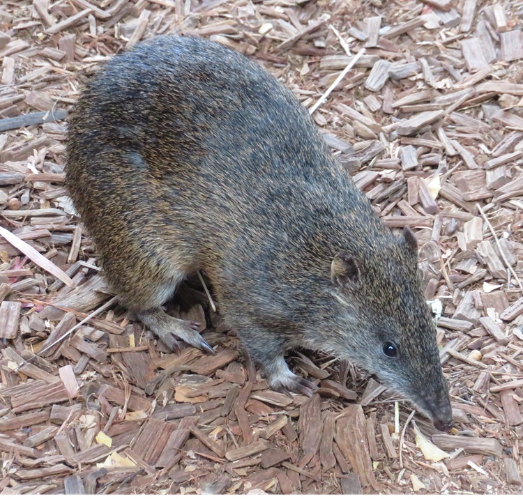 Patrick the quenda at Torbay campsite on the Bibbulmun Track