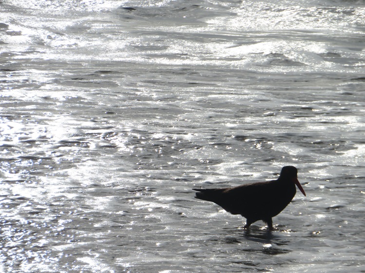 Coastal views on the Bibbulmun Track
