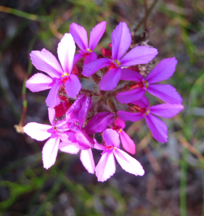 Australian flora on the Bibbulmun Track