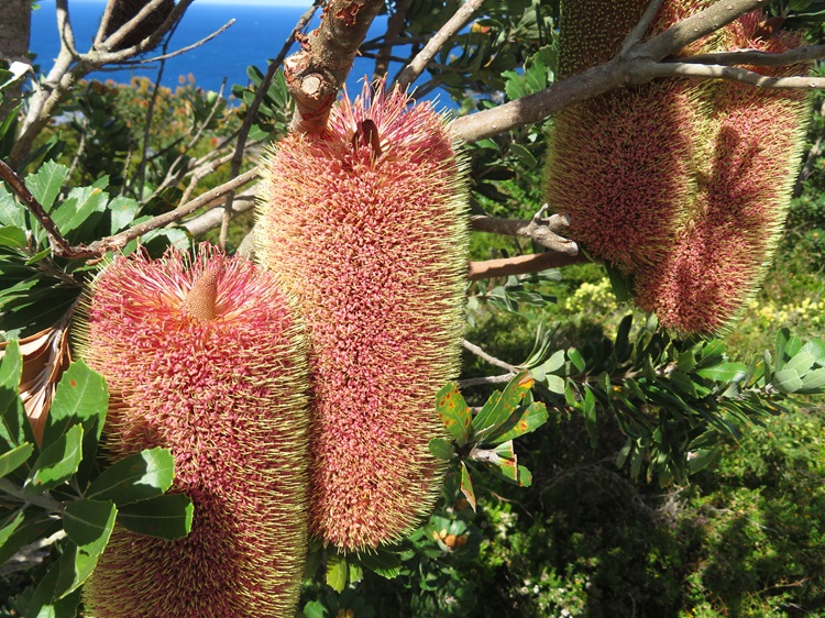 Australian flora on the Bibbulmun Track