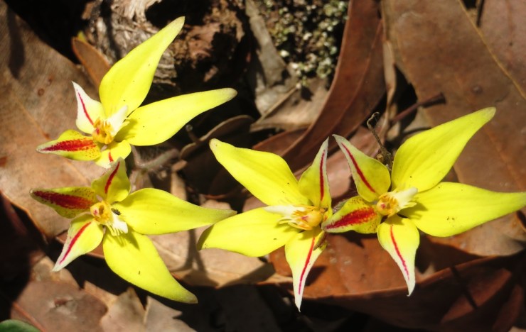 Cowslip Orchids from Western Australia on the Bibbulmun Track