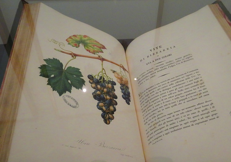 Giorgio Gallesio - 1824 - Italian Frutis vol.3