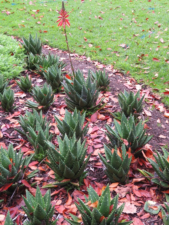 Royal Botanic Gardens Melbourne