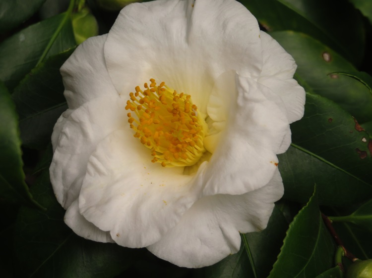 Royal Botanic Gardens Melbourne