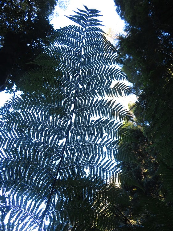 The light filters through a tall fern on the Grand Cliff Top Walk, Blue Mountains