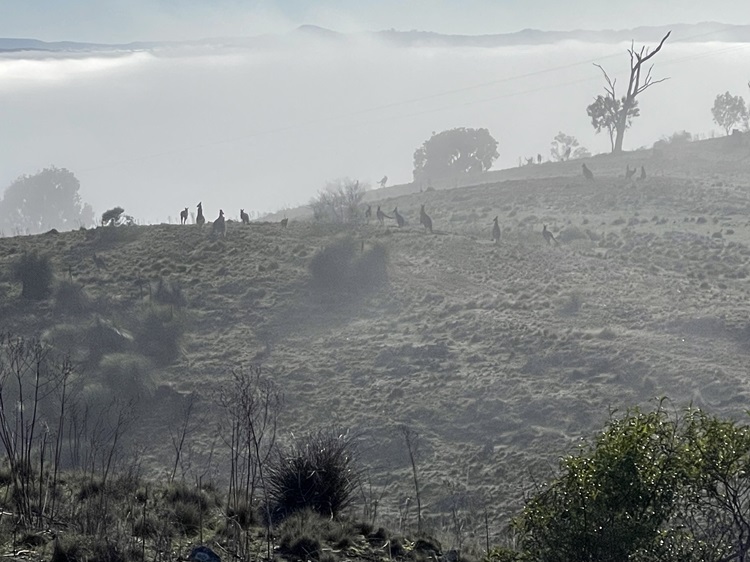 Kangaroos in the fog