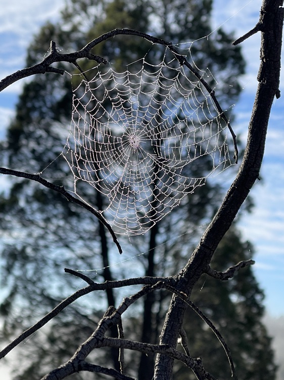 A spider's web covered in dew