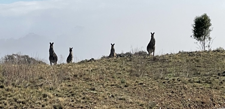 Kangaroos with a foggy background