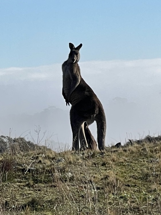 Kangaroos with a foggy background