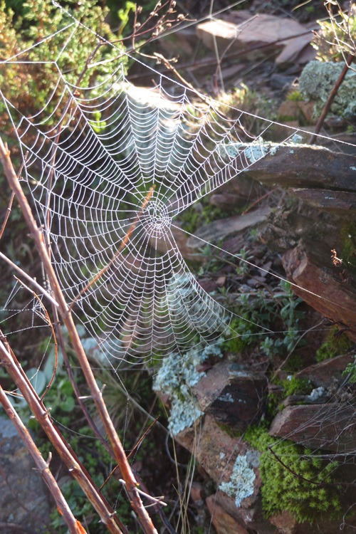 Morning dew on a spider's web