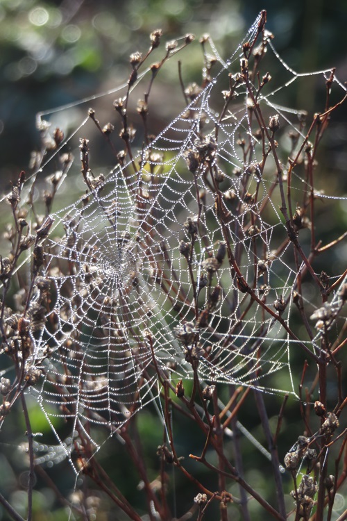 Morning dew on a spider's web