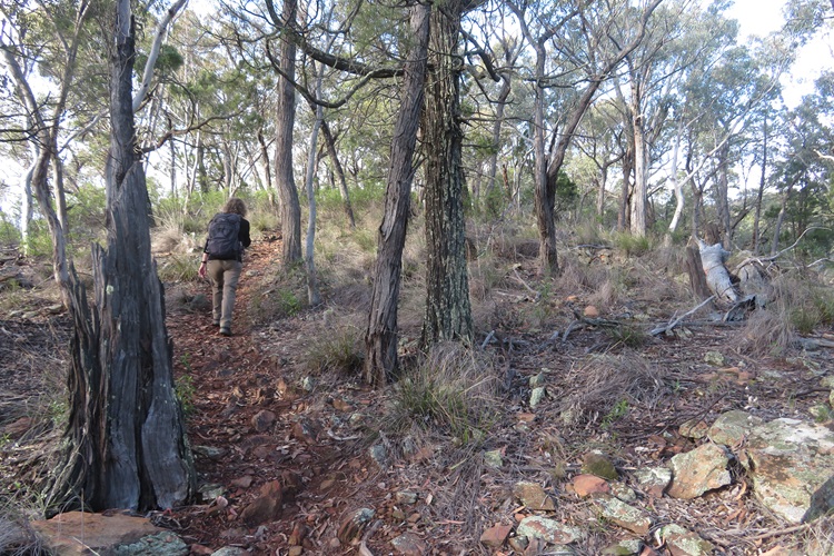 Climbing up through the trees and rocks to Mt Misery