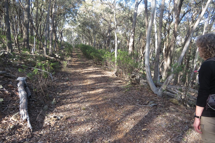 Climbing up through the trees and rocks to Mt Misery