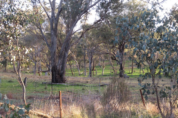 Early morning views Central West Cycle Trail, NSW