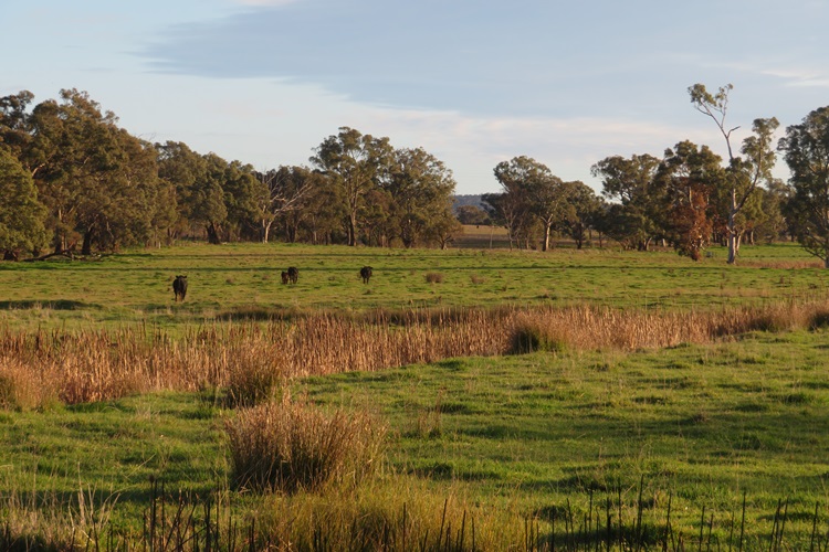 Early morning views Central West Cycle Trail, NSW
