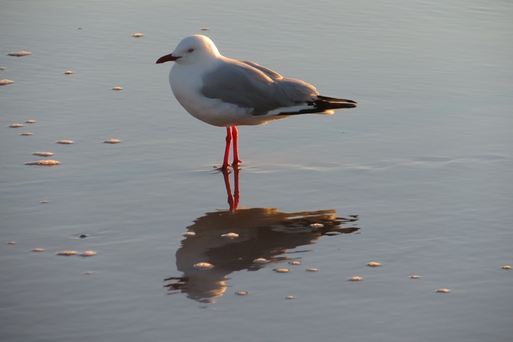 Sunrise walk on the Gold Coast, Queensland
