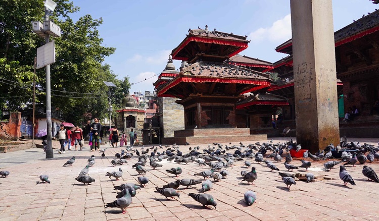 Pigeons and pagodas in the Square, Kathmandu. Photo: The Husband