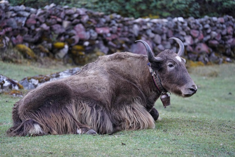A yak at Dole