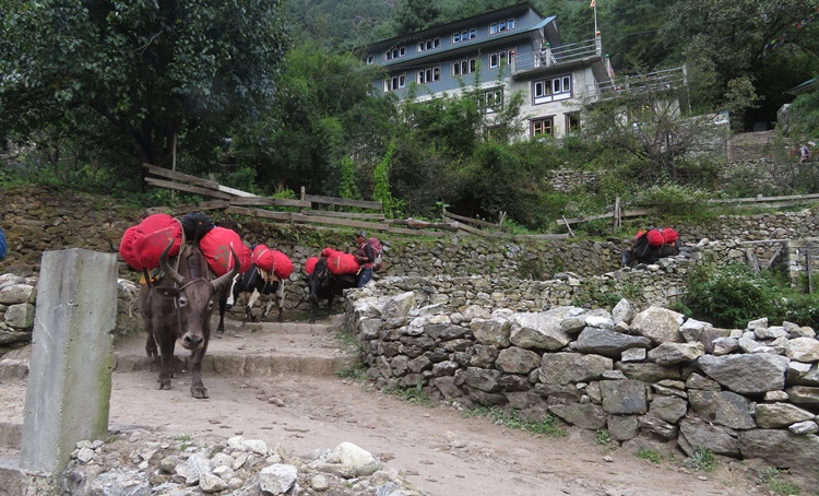 More highway traffic in the Himalayas