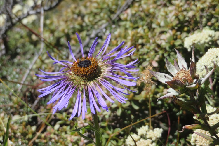 A late bloom in the Himalayas