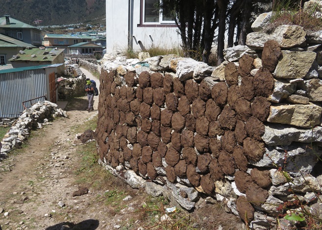 Drying yak dung to burn for heating and cooking, Khumjung