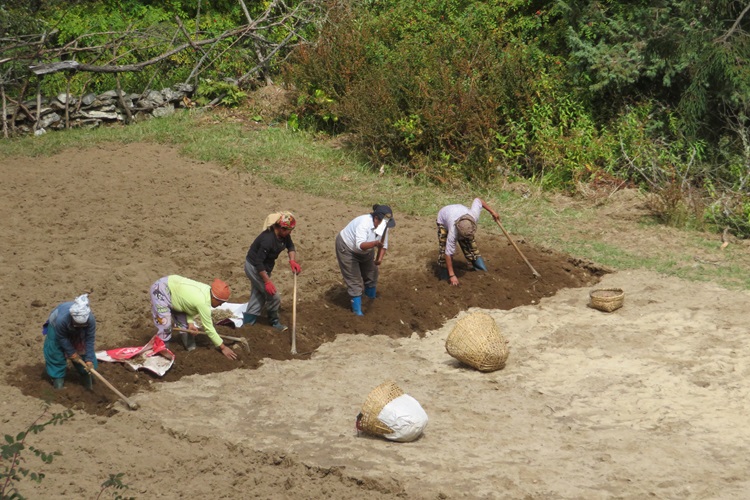 Ladies digging potatoes on the way to Kyangjuma